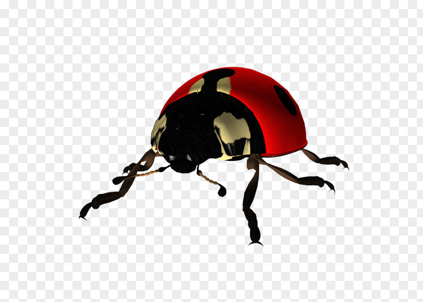 QI Beetle Clip Art Coccinella The Ladybug PNG