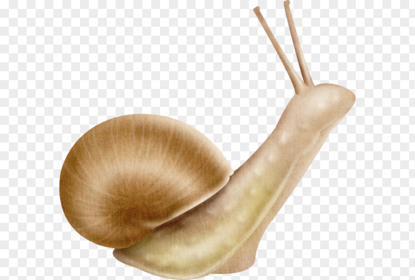 Snail Snails And Slugs Escargot Insect Land PNG