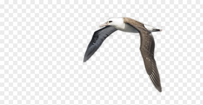 Gannet Wildlife Cartoon Bird PNG