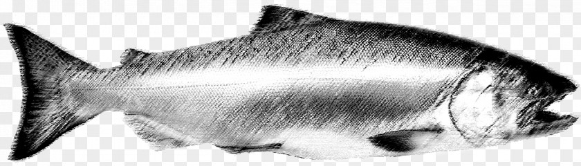 Salmon Fish Whiskers Cat Sketch Marine Mammal Canidae PNG