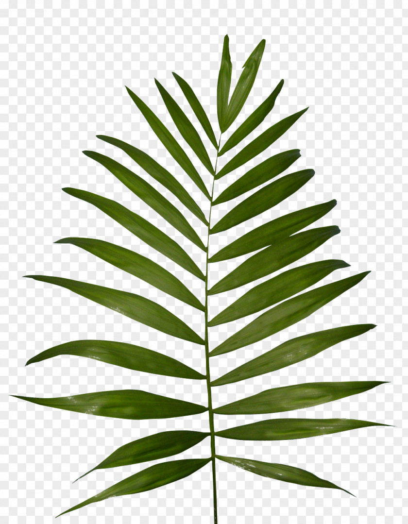 Vegetation Plant Fern Frond Clip Art PNG