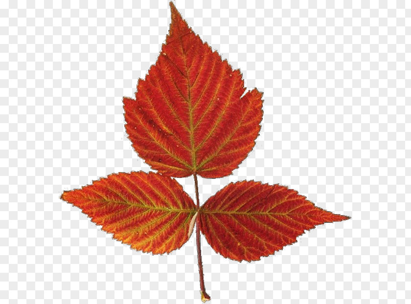 Autumn Leaves Red Maple Leaf Color PNG