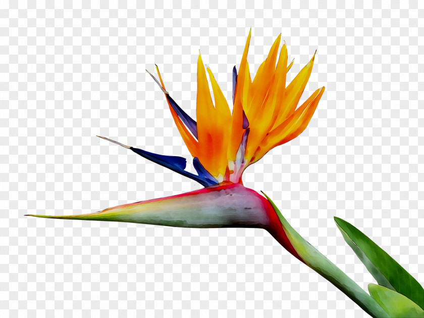 Bird Of Paradise Flower Stock Photography Image Clip Art Royalty-free PNG
