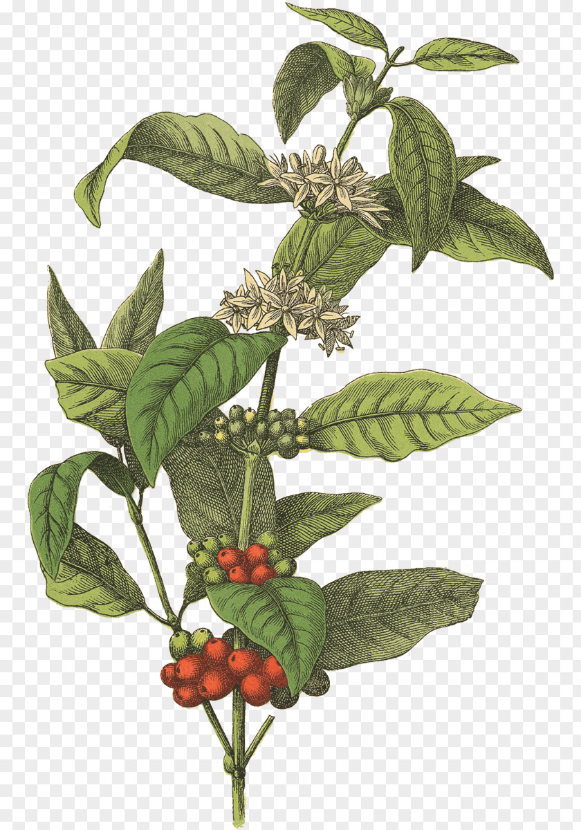 Coffee Beans Bean Cafe Botanical Illustration Arabica PNG