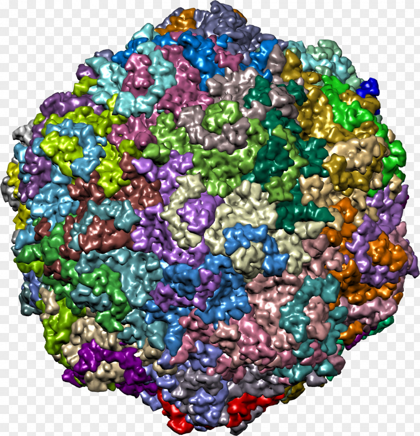 Enterovirus 71 RNA Virus Biology PNG