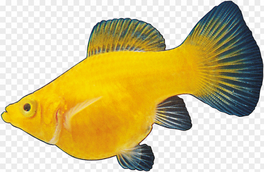 Fish Ornamental Aquarium Clip Art JPEG PNG