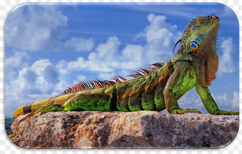 Lizard Green Iguana Reptile Desktop Wallpaper Ultra-high-definition Television PNG