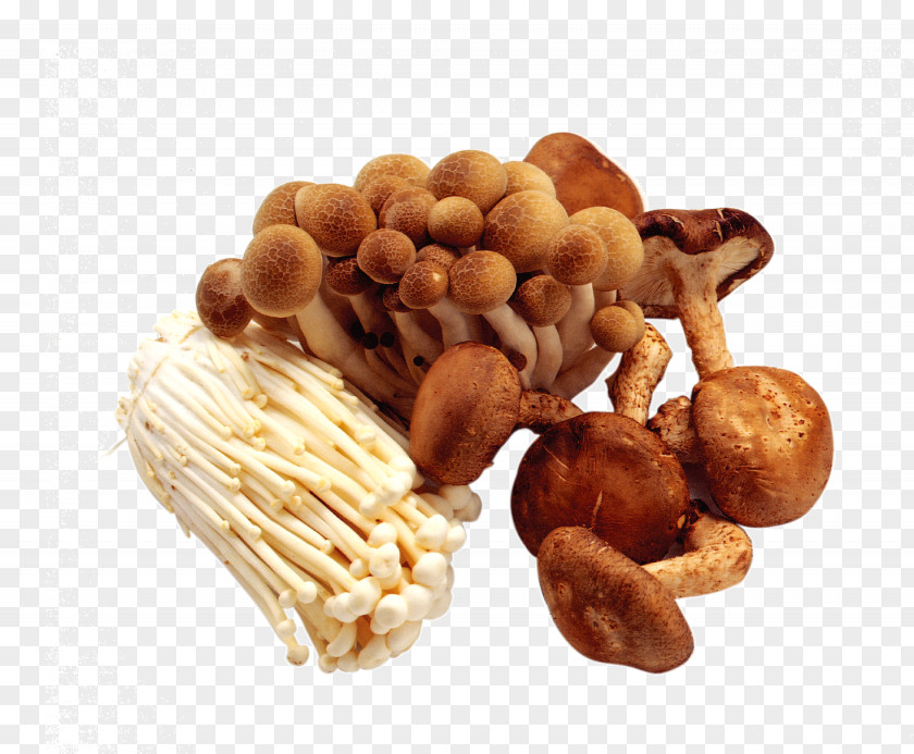 Mushroom Pictures Kombucha Food Pantothenic Acid Vitamin PNG
