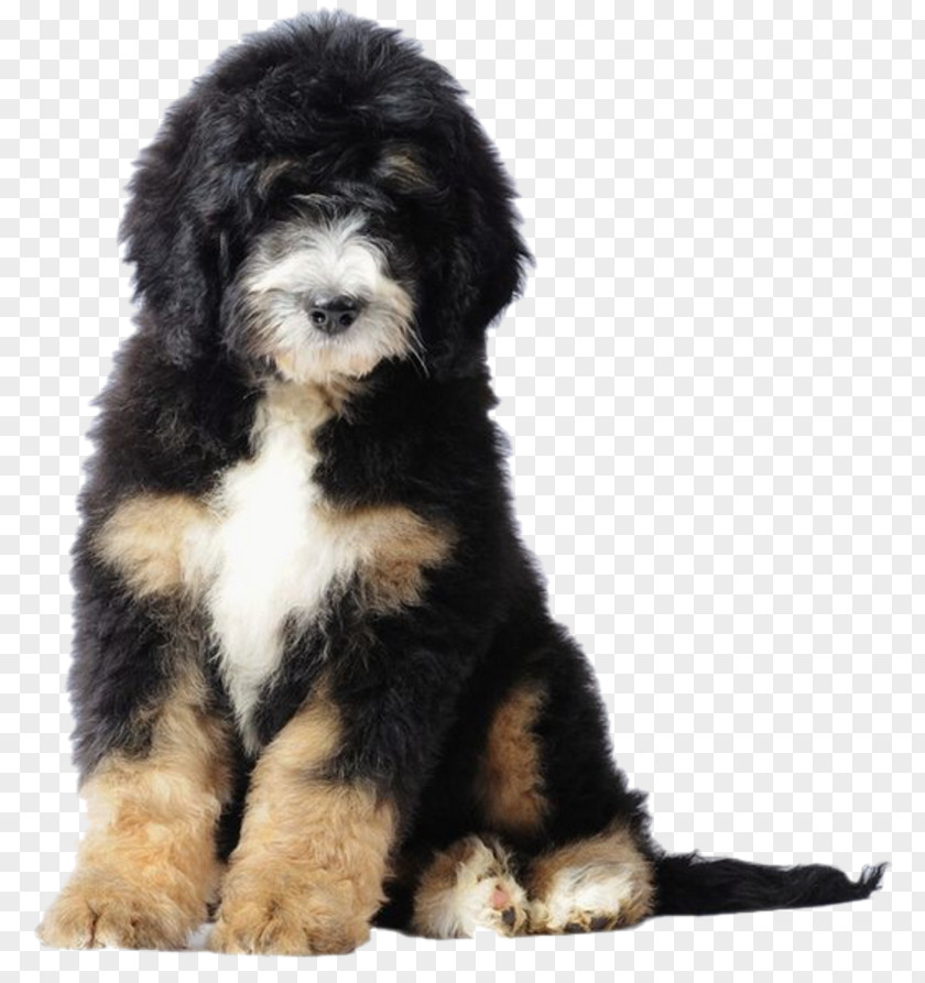 Puppy Bernese Mountain Dog Poodle Bernedoodle Goldendoodle PNG