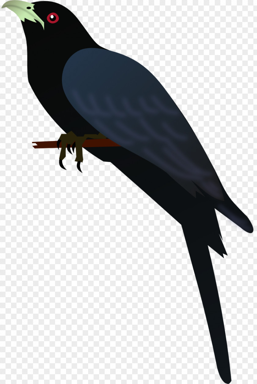 Bird American Crow Common Myna New Caledonian Finches PNG