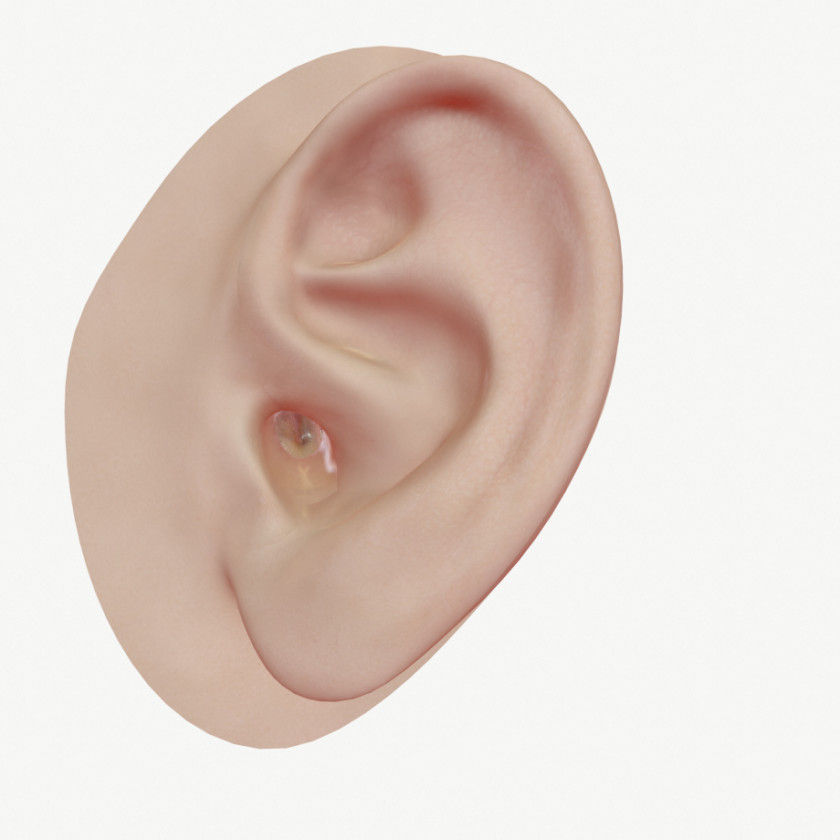 Ear Middle Anatomy Outer Malleus PNG