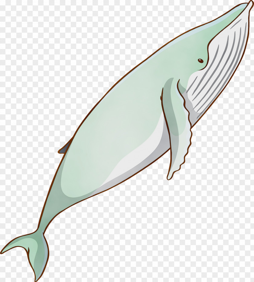 Fin Bottlenose Dolphin Cetacea Blue Whale PNG