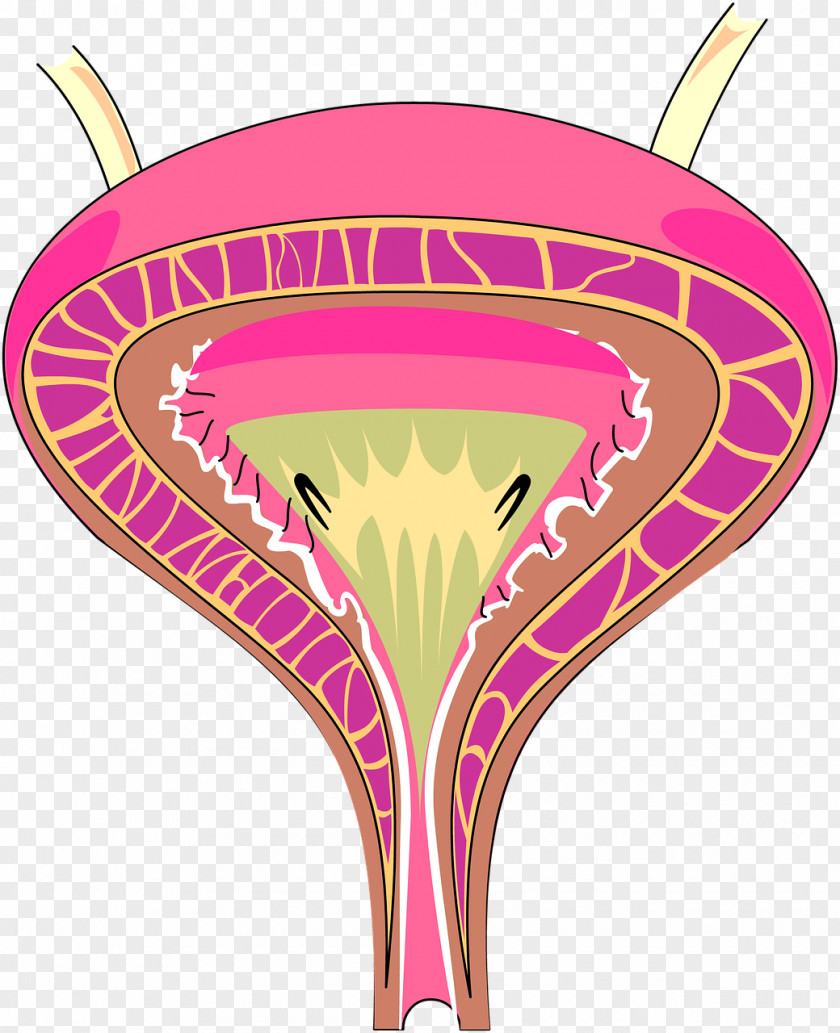 Incontinence Interstitial Cystitis Urinary Bladder Excretory System Urine Tract Infection PNG