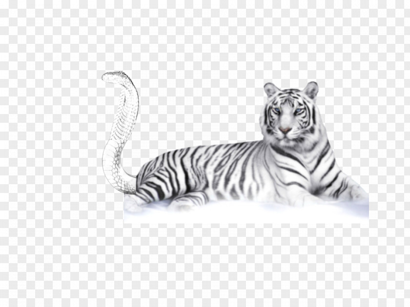 White Tiger Bengal Clip Art PNG