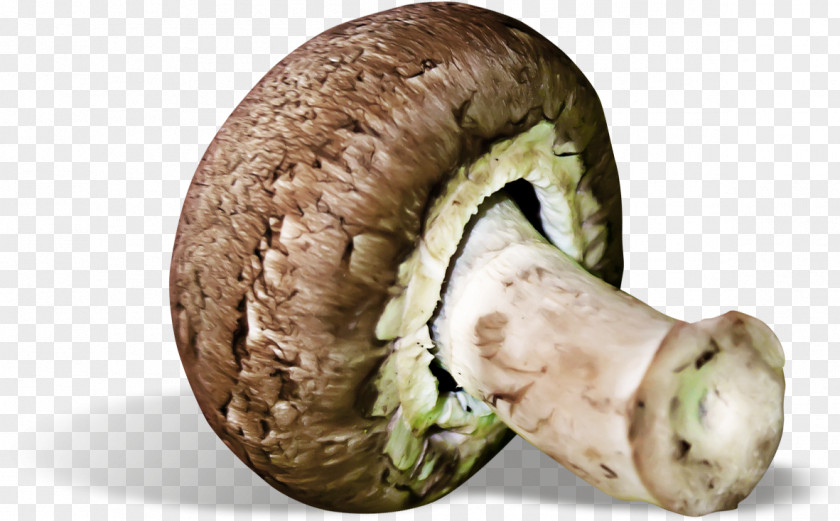 Mushrooms And Vegetable Material Agaricaceae Edible Mushroom Fungus PNG