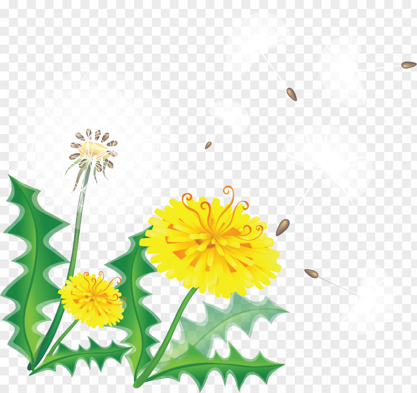 Dandelion Borders And Frames Clip Art Vector Graphics Common Image PNG