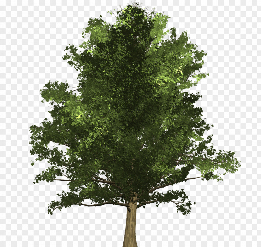 Ginkgo Tree Biloba Oak Schinus Molle Woody Plant PNG