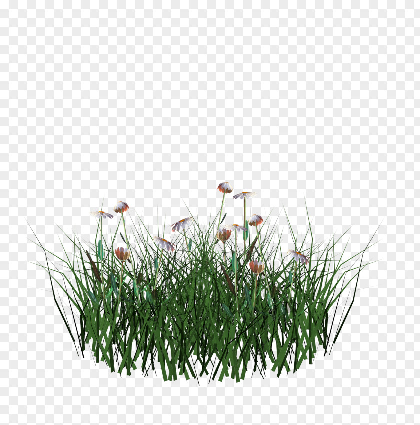 Grasses Flowerpot Herb Family PNG
