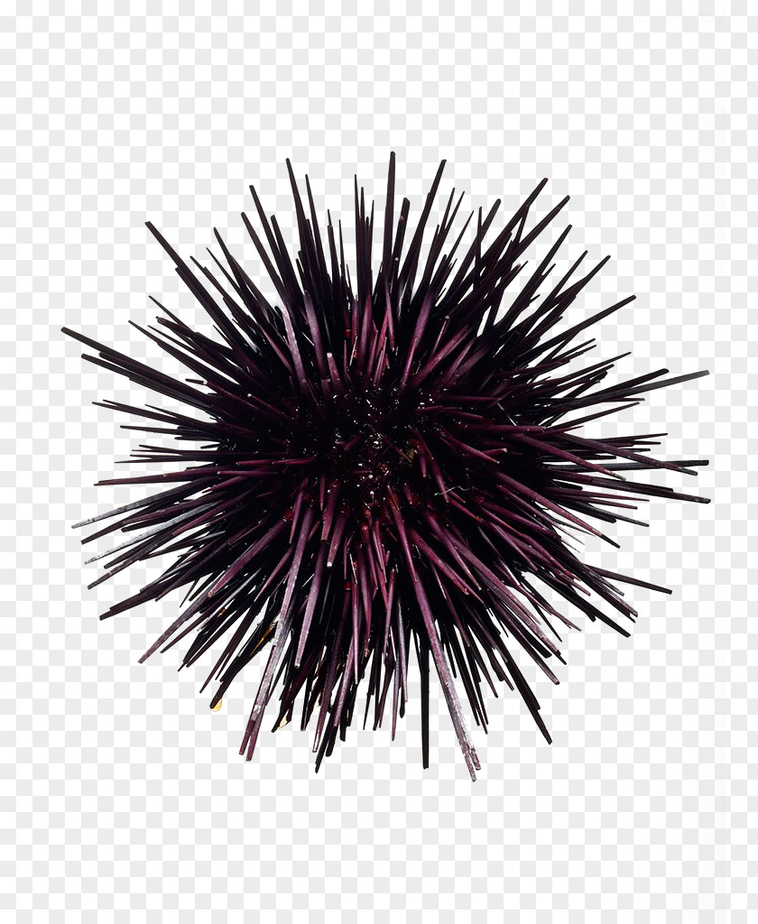 Sea Urchin PNG urchin , sea ​​urchin, purple illustration clipart PNG
