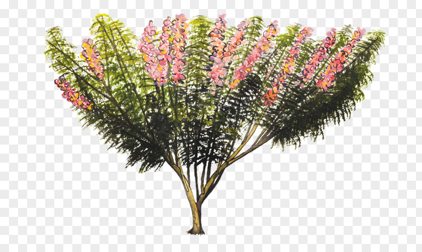 Tree Gliricidia Sepium Branch Shrub Bark PNG
