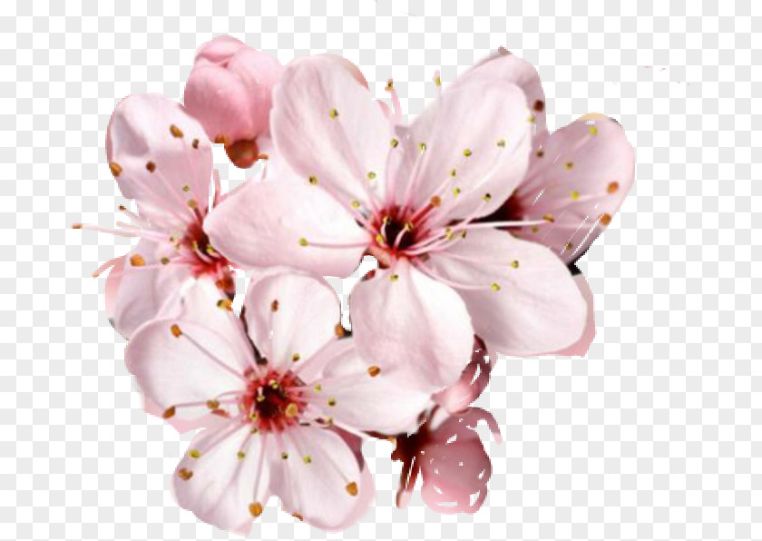 WATERCOLOR CHERRY BLOSSOM Cherry Blossom Flower Desktop Wallpaper PNG