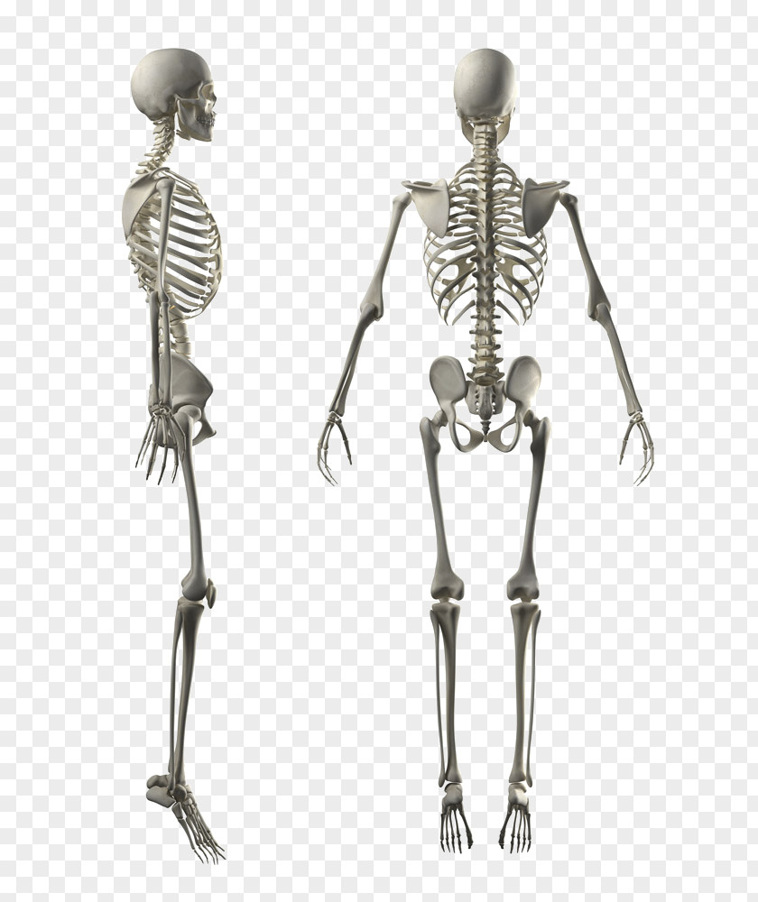 White Human Skeleton Body Stock Photography Anatomy PNG