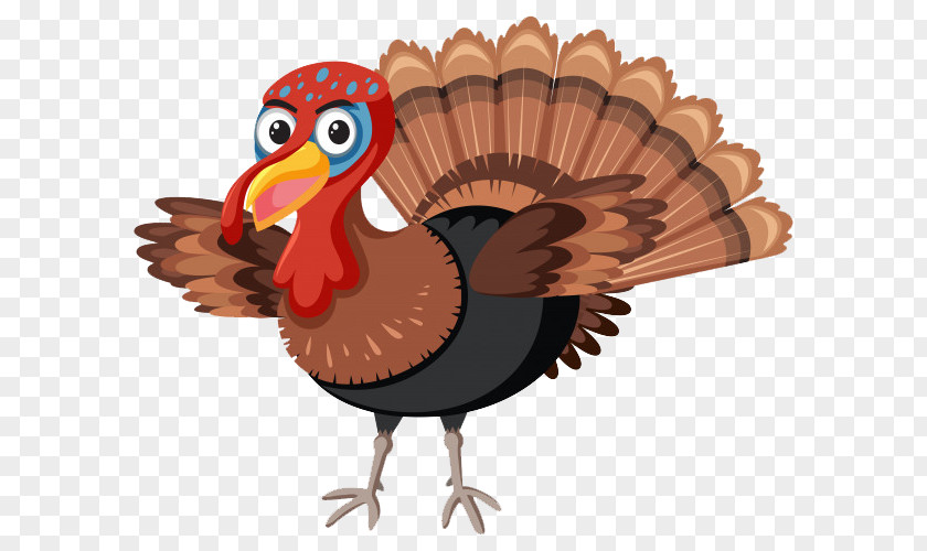 Domesticated Turkey Thanksgiving Cartoon PNG