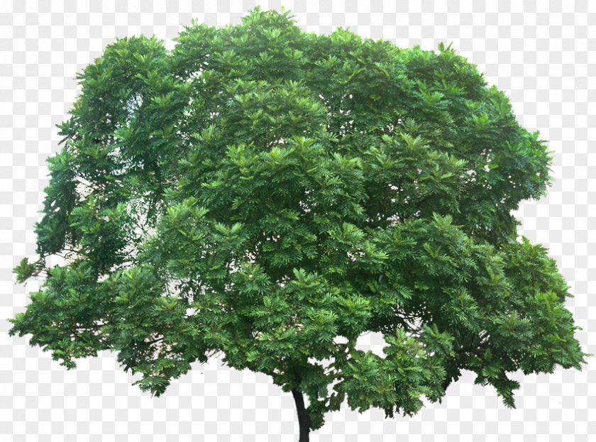 Fern Filicium Decipiens Plant Tree PNG