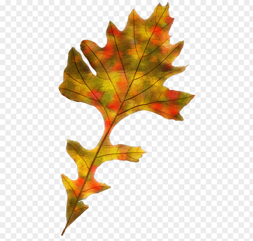 Leaf Maple Autumn Color PNG