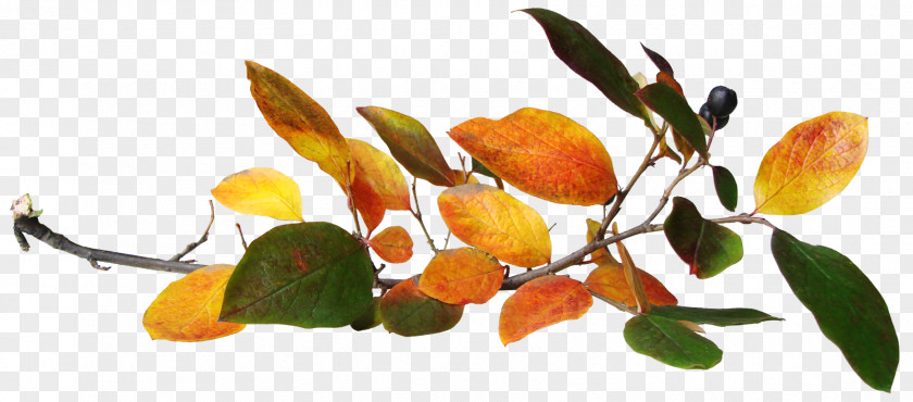 Leaves In Autumn Leaf Clip Art PNG