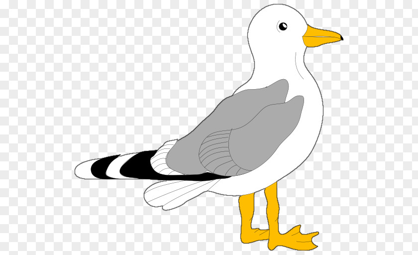 Seagull Bird Gulls Clip Art PNG