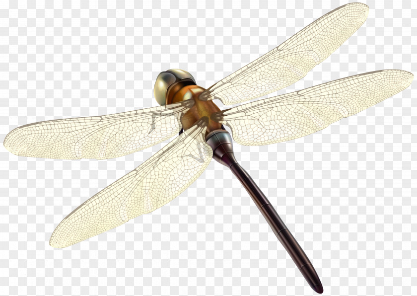 Dragonfly Insect Invertebrate Propeller Arthropod PNG