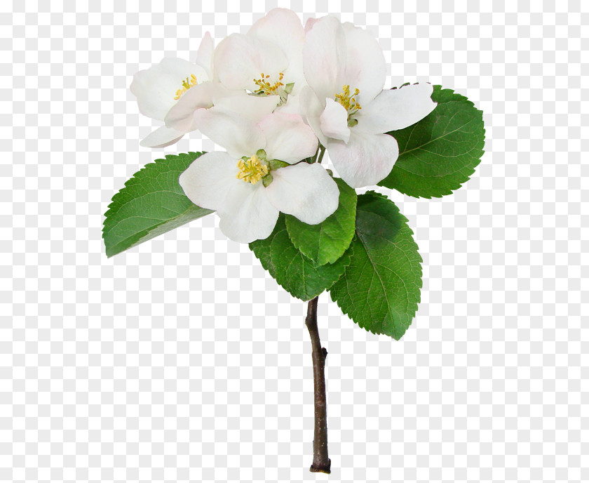 Flower Apples Cerasus Cherry Blossom PNG