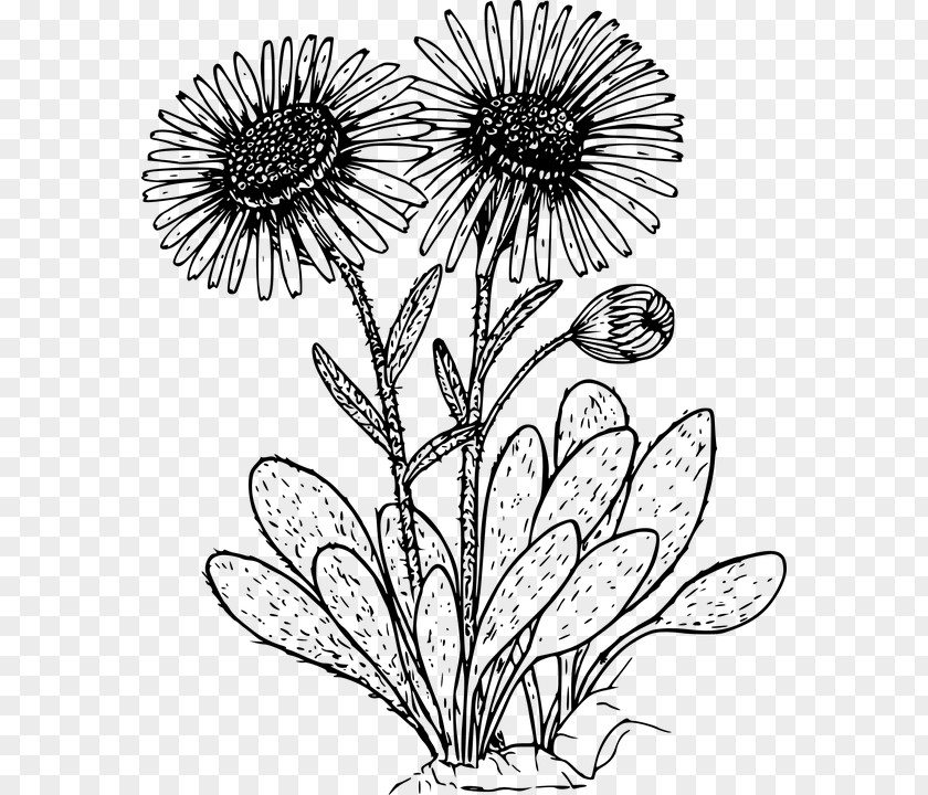 Flower Drawing Wildflower Coloring Book PNG