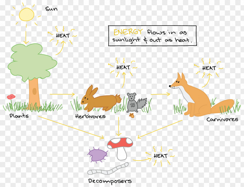 Food Chin Energy Flow Ecosystem Chain Diagram Web PNG