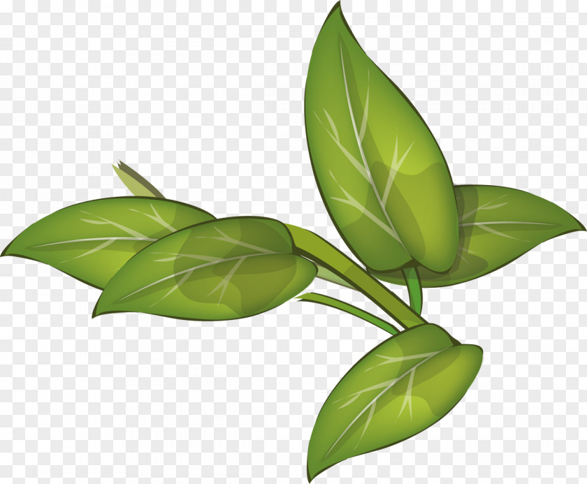 Leaf Plant Stem PNG