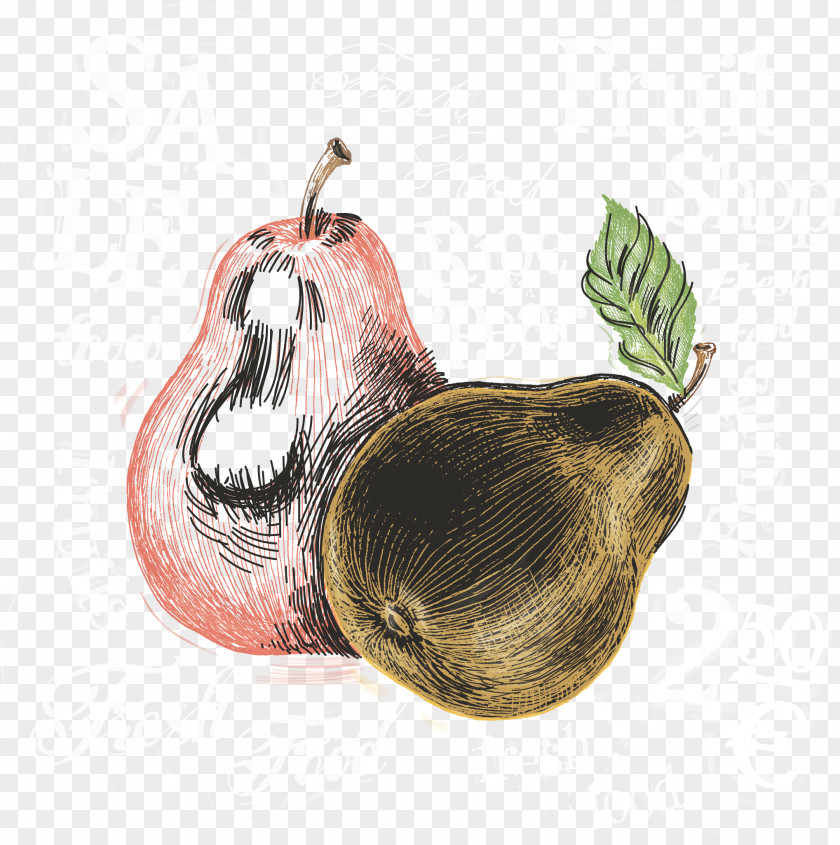 Pear Vector Watercolor Painting PNG