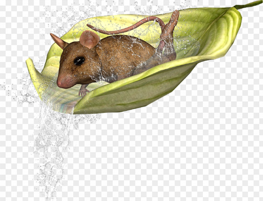 Rat Hamster House Mouse Animal PNG