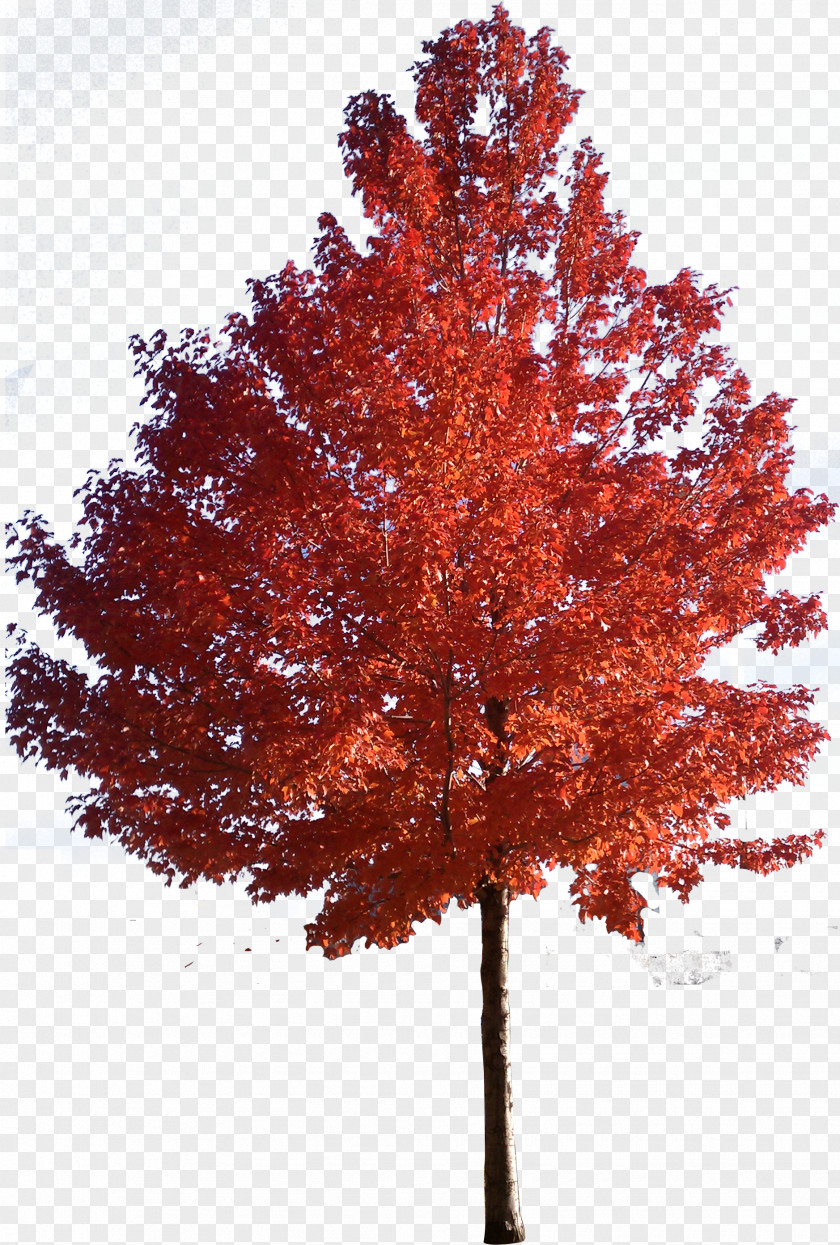 Trees Red Maple Japanese Sugar Tree Clip Art PNG