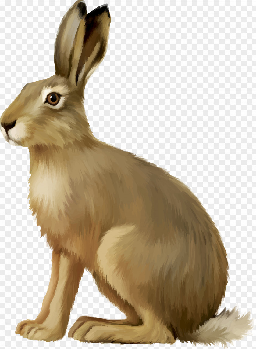 Bunny European Hare Easter Rabbit Clip Art PNG