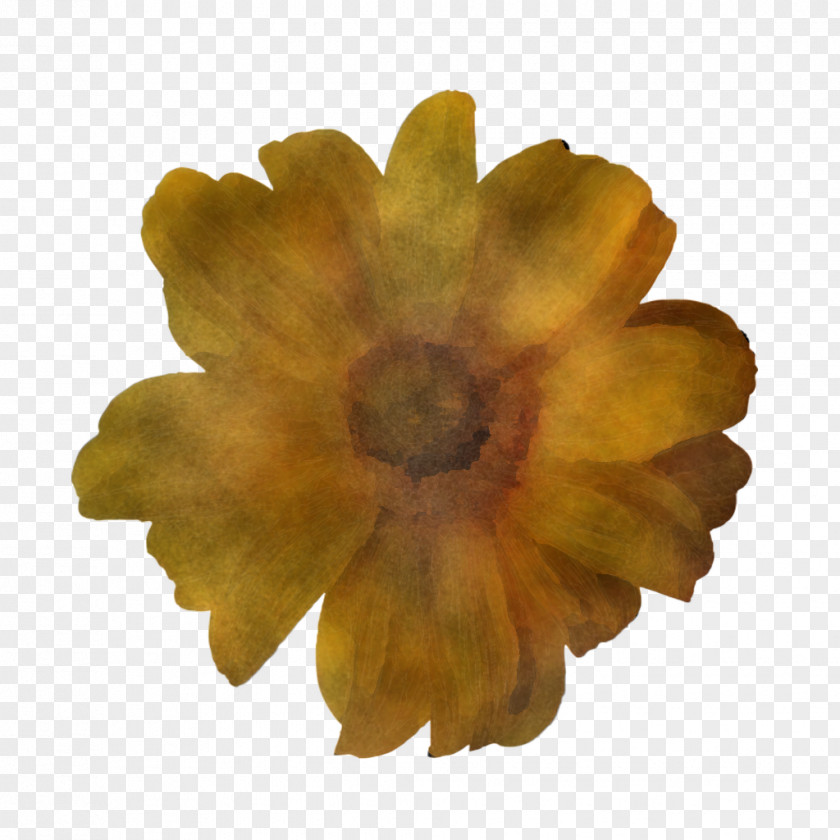 Flower Petal Chrysanthemum Yellow Pot Marigold PNG