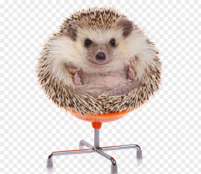 Hedgehog European Four-toed Stock Photography Domesticated PNG