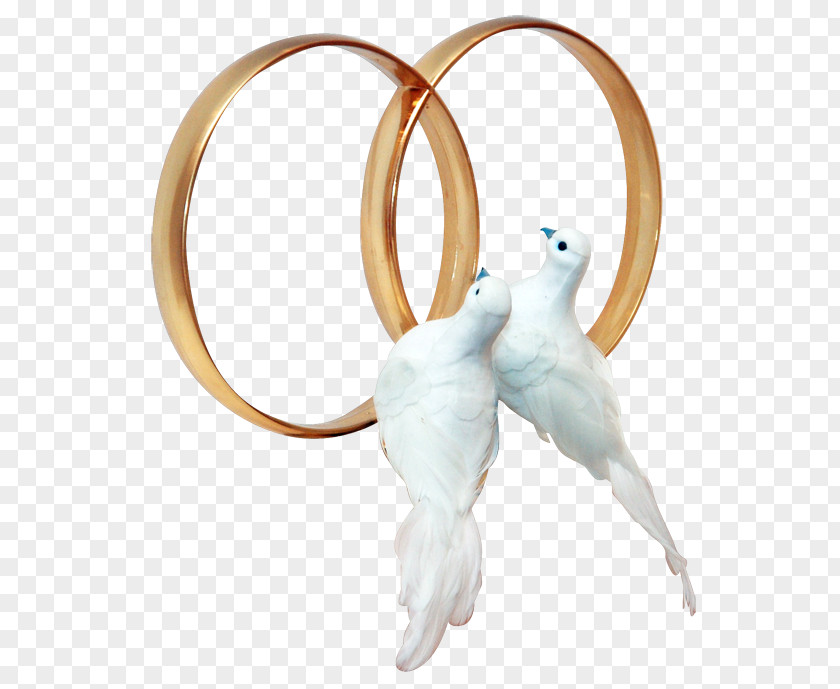 Wedding Ring Columbidae Clip Art PNG