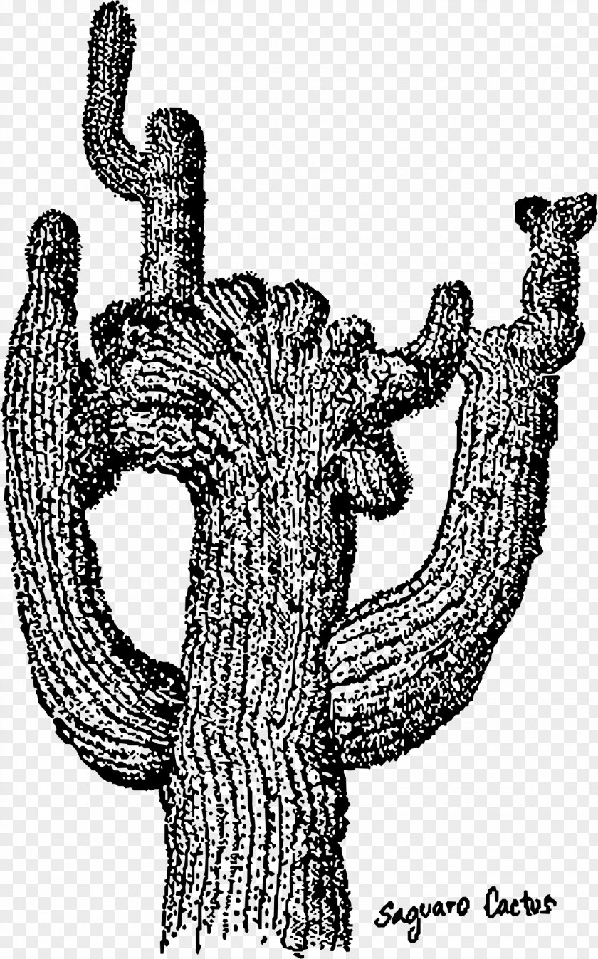 Cactus Illustration Saguaro National Park Cactaceae Clip Art PNG