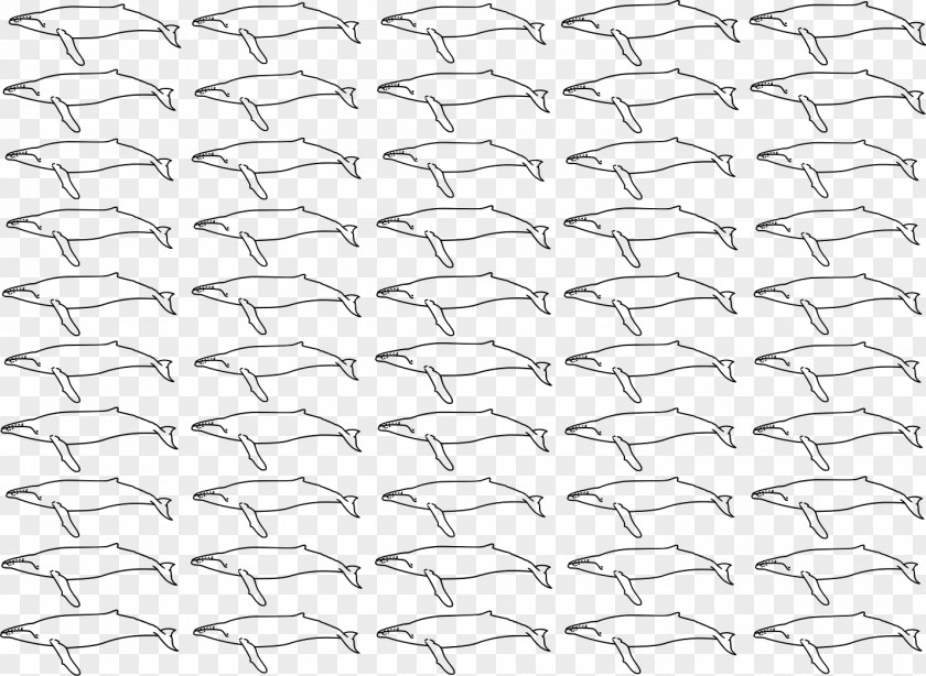 Humpback Whale Line Point Angle White Material PNG
