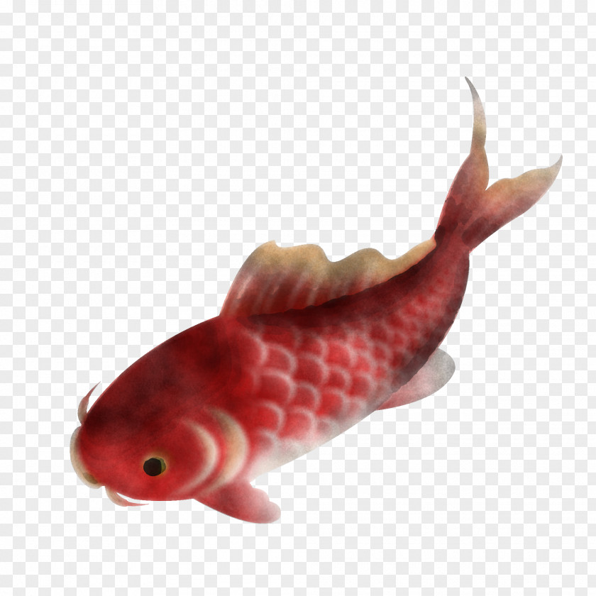 Carp Tail Fish PNG