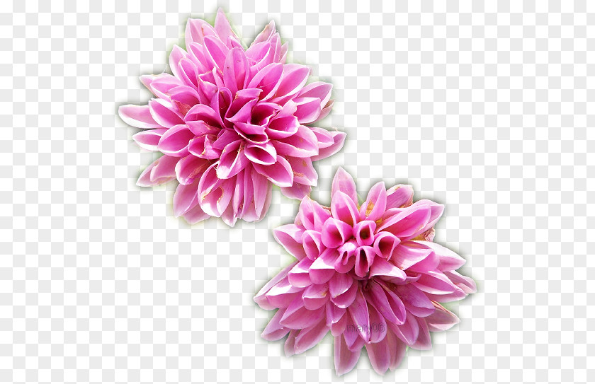 Flor Flower Graphics Software Love PNG
