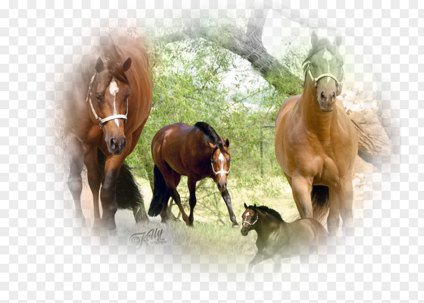 Mustang American Quarter Horse Stallion Desktop Wallpaper PNG