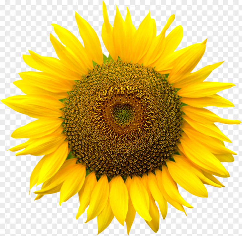 Sunflower Image File Formats Computer PNG