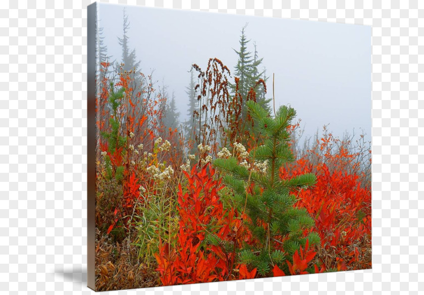 Autumn Price To Desktop Wallpaper Flora PNG